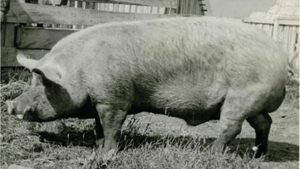 Gratuit Images Pig Production Blog Swine Nutrition Pig Farming Pig333 Pig le plus cool par