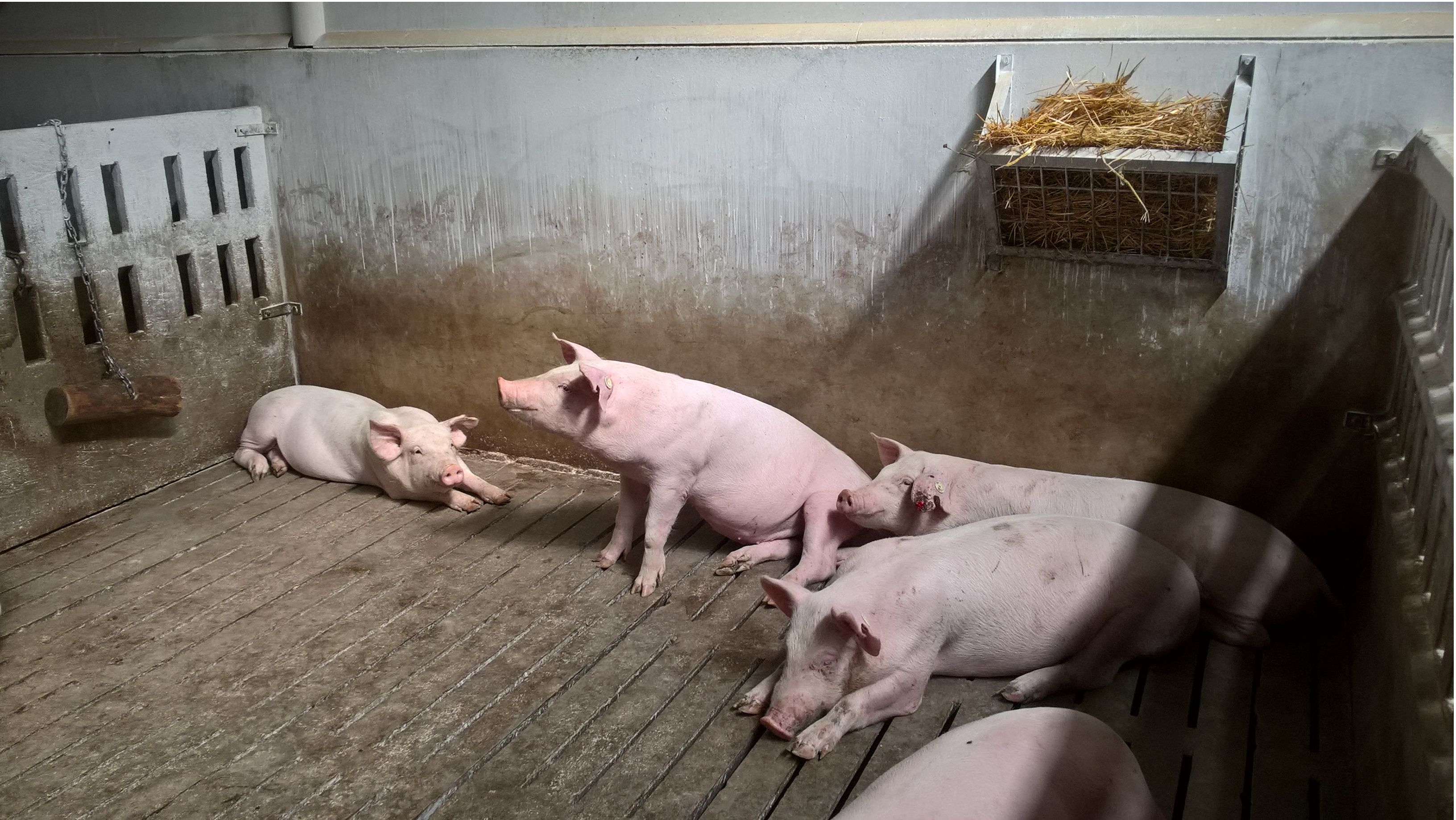 Facilities And Equipment Pig333 Pig To Pork Community