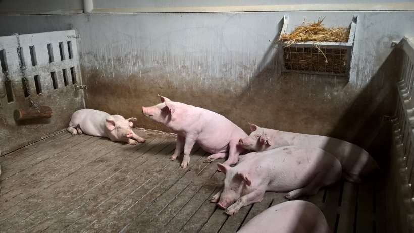 Pig farm management
