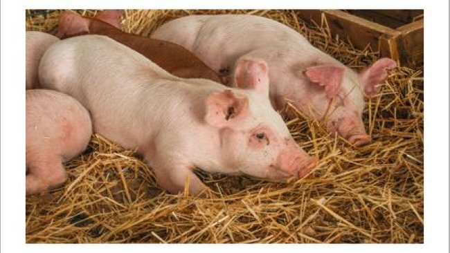 SADER Mexico swine diseases