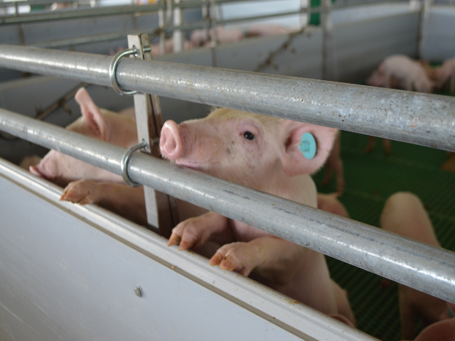 ICA, established health measures to prevent PPPs
