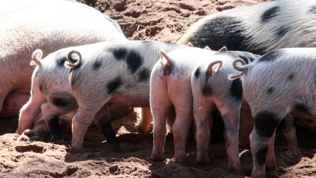 porks china