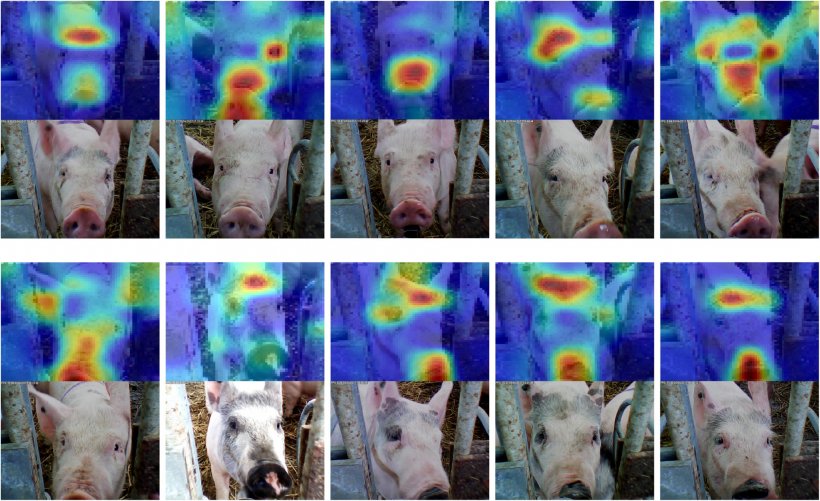 Figure&nbsp;6: Facial recognition applied to pigs. Source: Hansen et al. 2018
