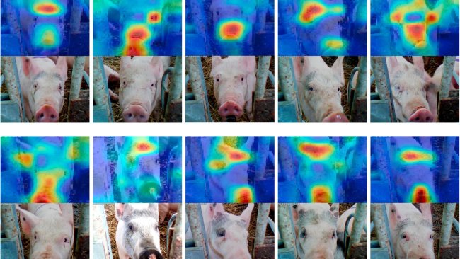 Figure 6: Facial recognition applied to pigs. Source: Hansen et al. 2018