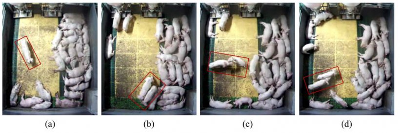 Figure&nbsp;1: Image analysis to detect behaviours among pigs: (a) Normal: walking alone; (b) Normal: walking together&nbsp;(c) Aggression: head-to-head fighting, and&nbsp;(d) Aggression: chasing. Source: Lee et al. 2016.
