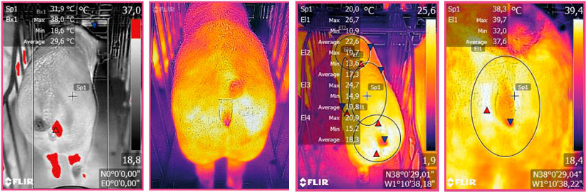 <p>Figure&nbsp;3: Thermographic image taken by a FLIR device connected to a smartphone. Source: Ramis el al. 2017</p>

