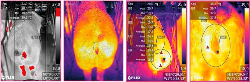 Figure&nbsp;3: Thermographic image taken by a FLIR device connected to a smartphone. Source: Ramis el al. 2017
