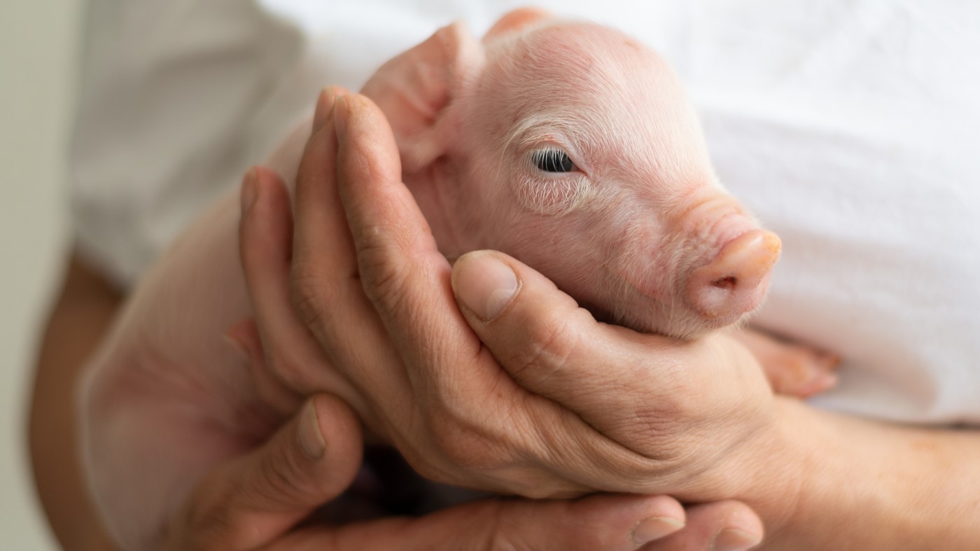 Bayer Animal Health global Care4Pigs grant to advance swine well-being -  Company news - pig333, pig to pork community