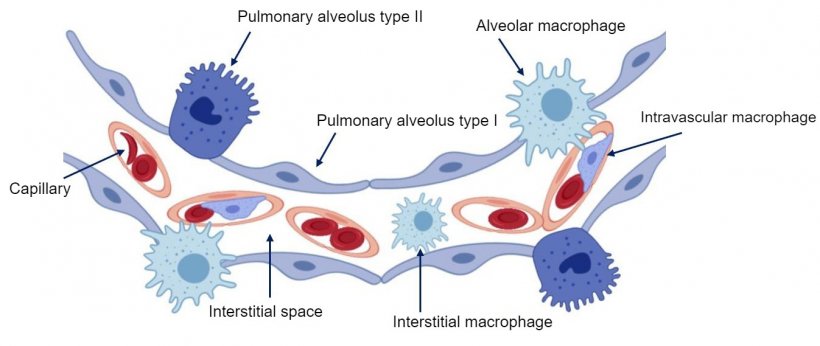 Figure&nbsp;2: Diagram of the the pulmonary alveolar wall.
