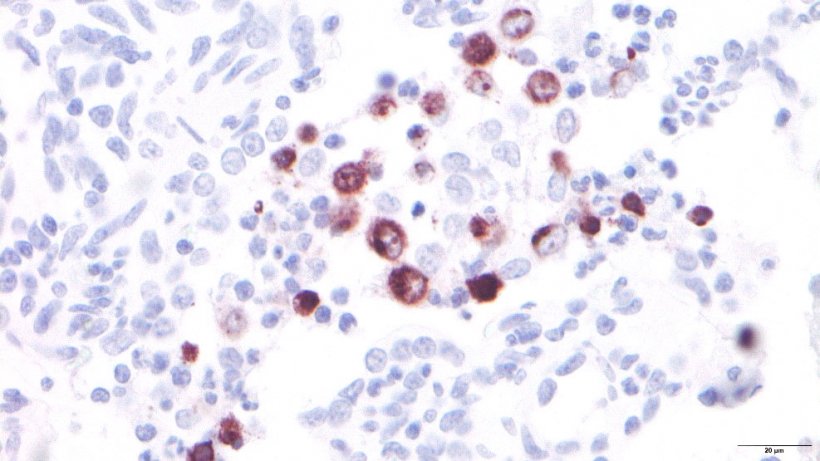 Figure&nbsp;3: PRRSV-infected alveolar macrophages.

