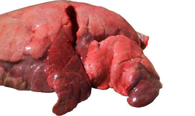 Figure 4: Cranial and middle lobes affected by bronchointerstitial pneumonia caused by SIV
