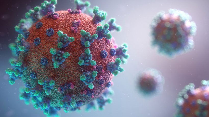 COVID-19 and pig viruses – what can we learn? - Articles - pig333, pig to  pork community