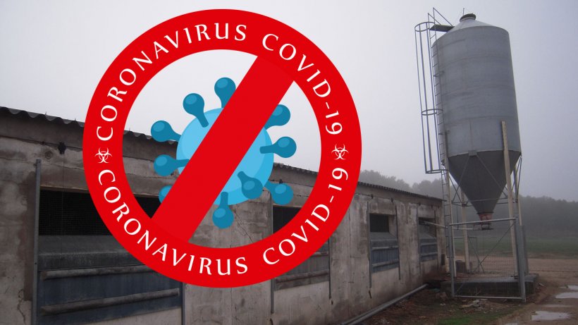 Containment Measures For Coronavirus Covid 19 On Pig Farms Company News Pig333 Pig To Pork Community
