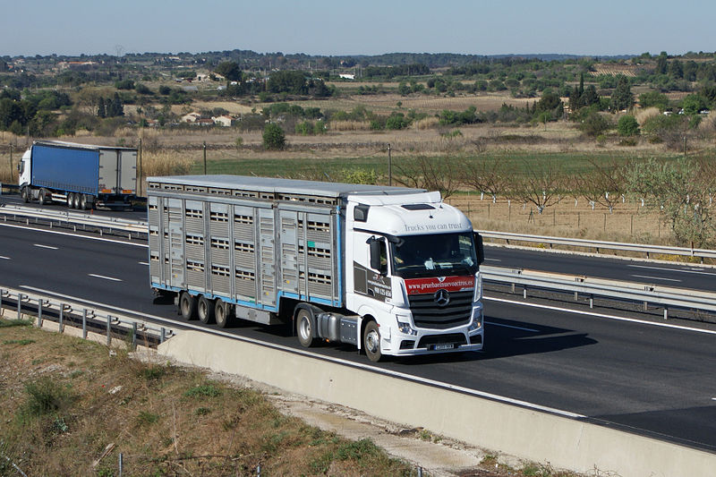 livestock transport