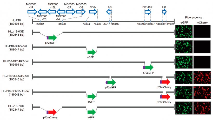 Figure 1. Generation and virulence evaluation of different gene-deleted African swine fever viruses (ASFVs). Schematic representation of the gene(s) and region(s) deleted in each gene-deleted ASFV. The deleted gene segments were replaced with the p72eGFP, eGFP, or p72mCherry reporter gene cassette as indicated. The virus-infected primary porcine alveolar macrophages expressing different fluorescence are shown on the right of the panel. Nucleotide positions indicating the boundaries of the deletion relative to the ASFV HLJ/18 genome are indicated.

