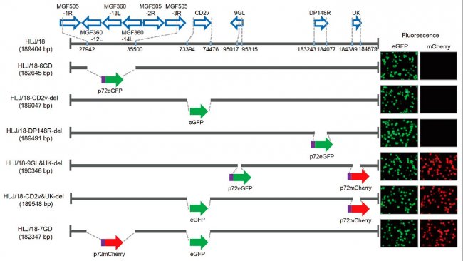 Figure 1. Generation and virulence evaluation of different gene-deleted African swine fever viruses (ASFVs). Schematic representation of the gene(s) and region(s) deleted in each gene-deleted ASFV. The deleted gene segments were replaced with the p72eGFP, eGFP, or p72mCherry reporter gene cassette as indicated. The virus-infected primary porcine alveolar macrophages expressing different fluorescence are shown on the right of the panel. Nucleotide positions indicating the boundaries of the deletion relative to the ASFV HLJ/18 genome are indicated.