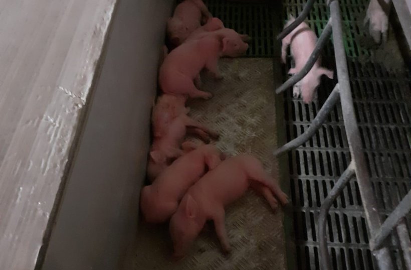 Image 2: Fostered litter of small/ poor-quality piglets on a nurse sow. Courtesy of: Ramaderies Duch.&nbsp;
