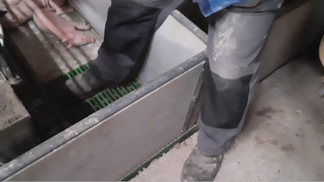 Image 1: Minimize stepping into farrowing crates. Courtesy of: Ramaderies Duch.&nbsp;
