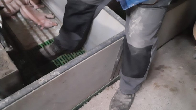 Image 1: Minimize stepping into farrowing crates. Courtesy of: Ramaderies Duch.&nbsp;
