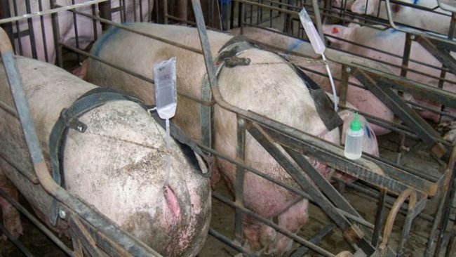 Photo 1. Hands-free insemination systems allow a worker to control the insemination of several females at the same time, therefore reducing the time needed to inseminate. But, there is a greater risk of the catheter dislodging if it is a rigid kind.