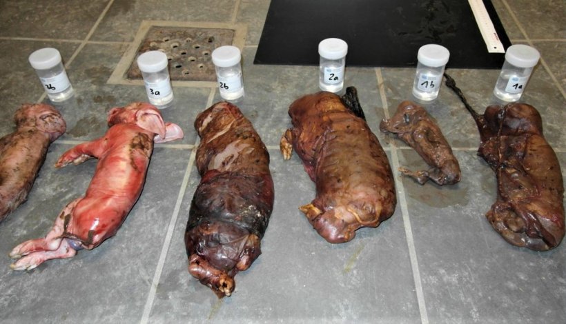 Photo 1: PCV2 effects on reproduction
