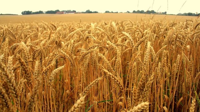 grain markets