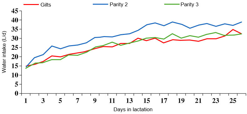 Figure 2. Evolution of water consumption during lactation by parity number. Source: S. Kruse, 2011.
