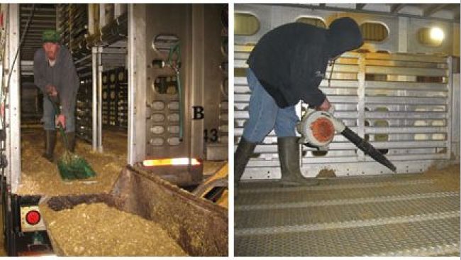 Image 2: Dry cleaning process in which the bulk of organic material is manually removed. Courtesy of Dr Clayton Johnson, Carthage Veterinary Services.