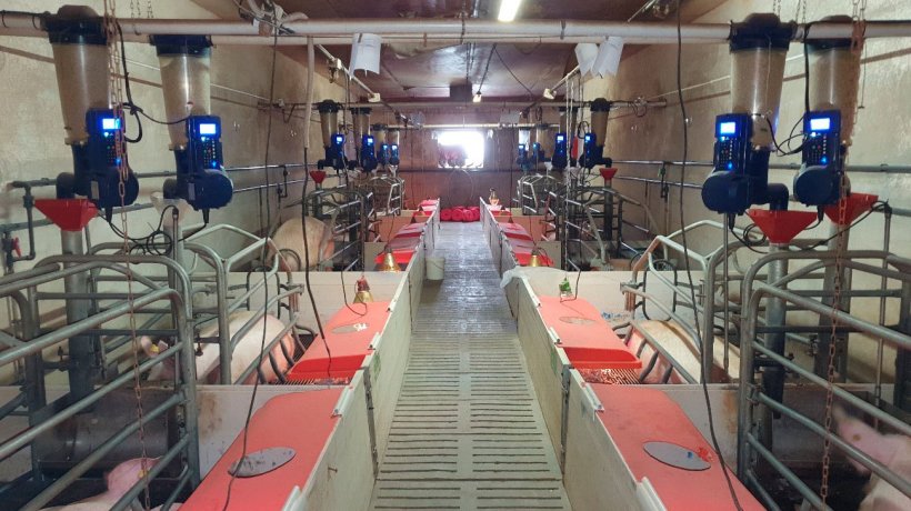 Photo 1. Electronic feeders in farrowing installed on a commercial farm (Centro de Experimentaci&oacute;n Porcino, Aguilafuente, Segovia) where the study was done.
