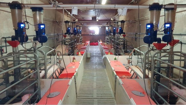 Photo 1. Electronic feeders in farrowing installed on a commercial farm (Centro de Experimentaci&oacute;n Porcino, Aguilafuente, Segovia) where the study was done.
