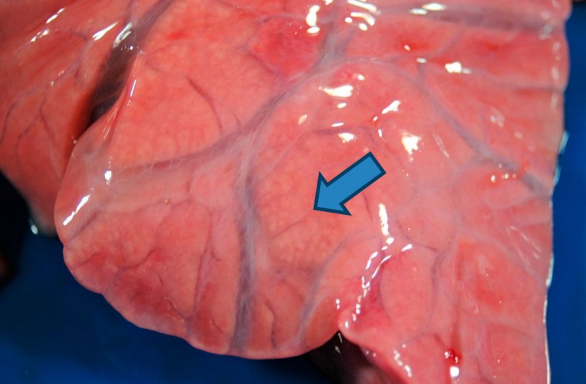 Figure&nbsp;4: Purulent bronchopneumonia: enlargement of the cranio-ventral consolidation where small yellowish-white areas (arrow) are observed corresponding to the pulmonary alveoli filled with purulent material. Interstitial edema is also observed.
