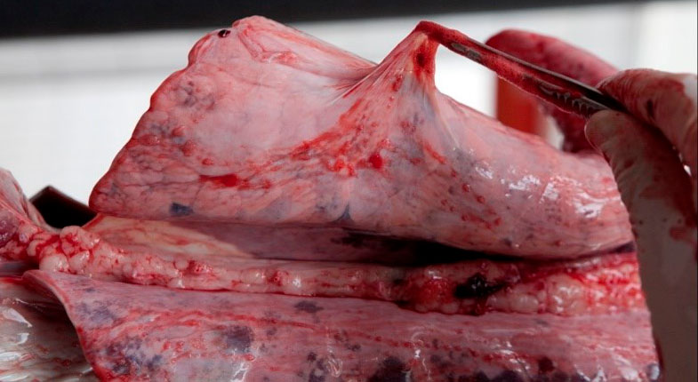 Figure 6: Slaughterhouse finding: fibrous pleuritis.
