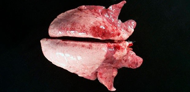 Picture 2. Cranio-ventral consolidation of the lung can be seen with Mycoplasma hyopneumoniae.
