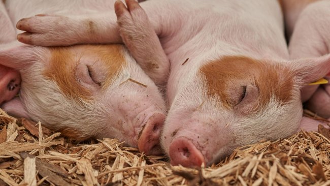 piglet