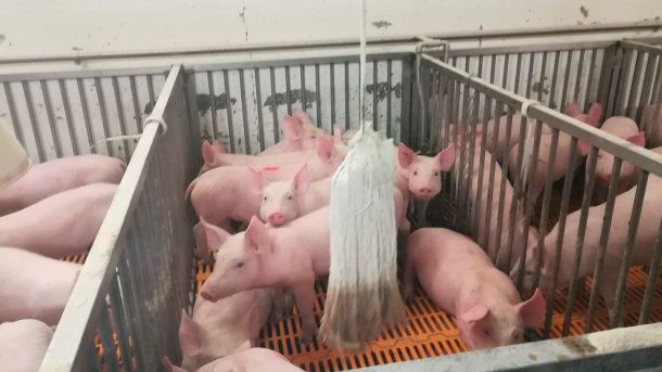 Different approaches to improving farm animal welfare - Articles - pig333,  pig to pork community