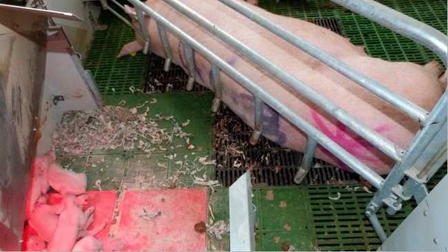 Picture 3. The nest area is a key feature of free farrowing systems. The nest allows the piglets to be safe in a confortable and secure zone and avoid sharing the same space than the sow.