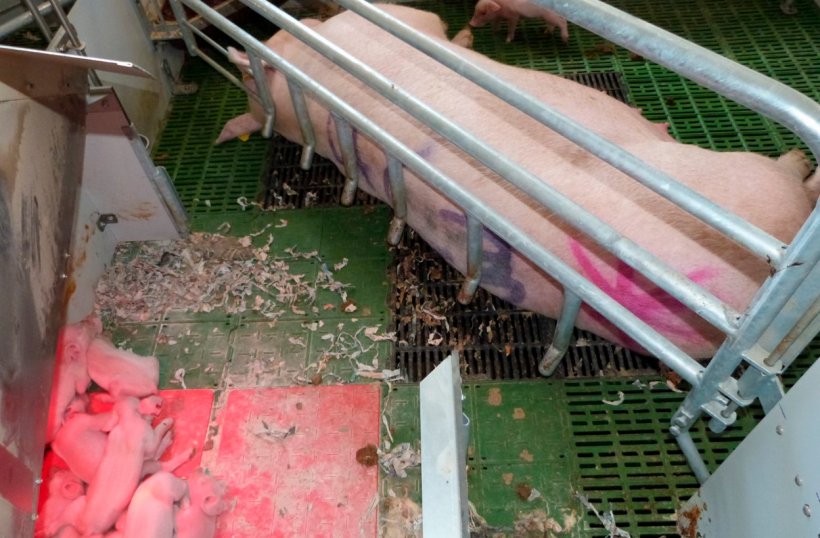 Picture 3. The nest area is a key feature of free farrowing systems. The nest allows the piglets to be safe in a confortable and secure zone and avoid sharing the same space than the sow.
