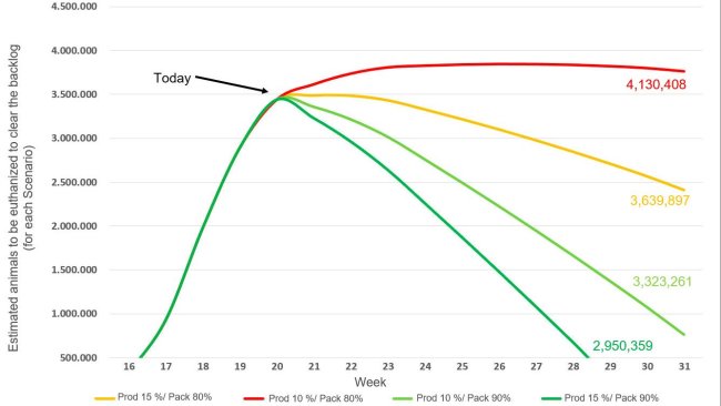 Figure 2.  Flattening the euthanasia curve: Cummulative backlog of US barrows and gilts under four scenarios until the end of July. Source data: USDA NASS Slaughter Survey and AMS LM_HG201