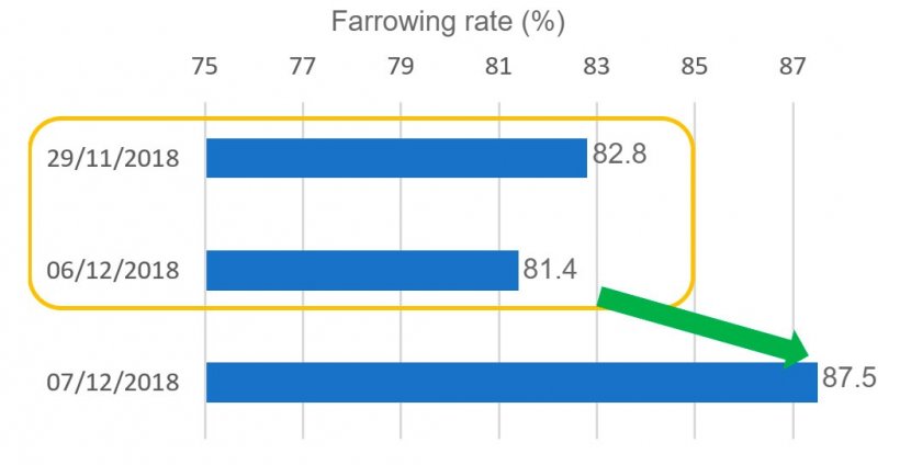 Graph 7. Farrowing rate associated with the breedings done over the Constitution Day holiday.
