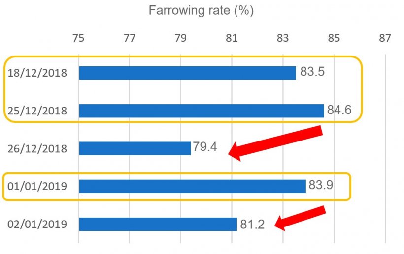 Graph 1. Farrowing rate associated with the inseminations&nbsp;over Christmas and New Year.
