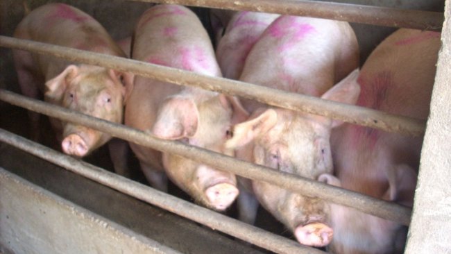 Photo 1. Pigs