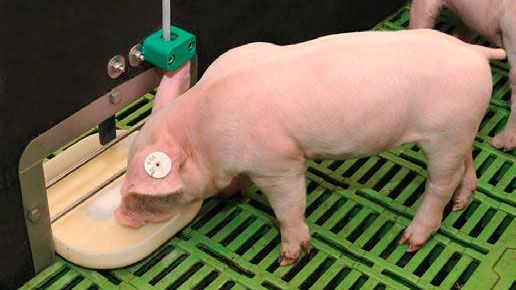 Sow Pig Design Pen Case & Ball Point Farming Animal Gift FREE ENGRAVING 272 