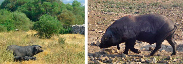 Figure 2.  Negre Mallorquí sow with piglets and bo