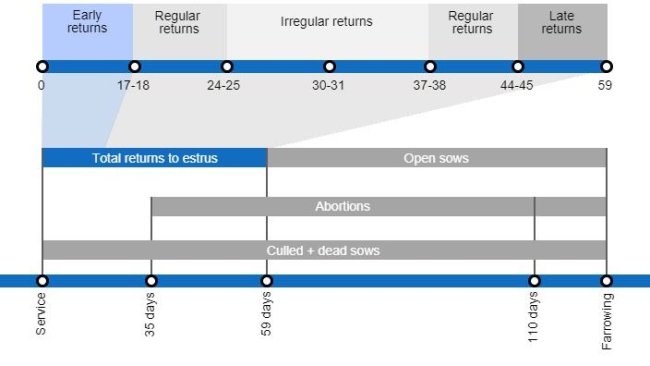 Types of gestation losses that can lower the farrowing rate, detailing the different types of returns to estrus based on they occur.