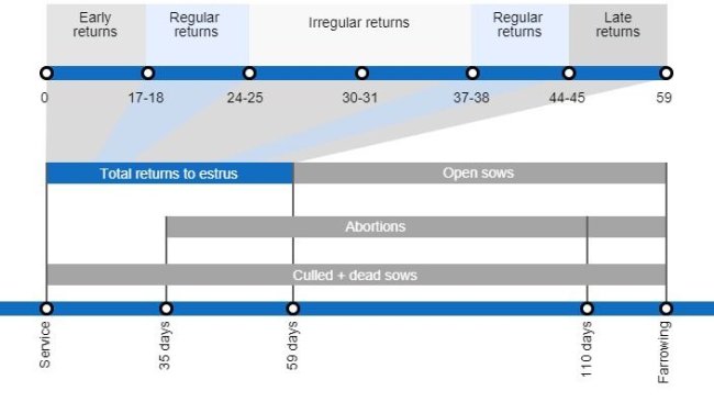 Types of gestation losses that can lower the farrowing rate, detailing the different types of returns to estrus based on they occur.