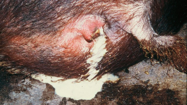 <p>Photo 1. Sow with discharge from vulva</p>
