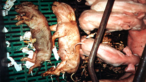 Photo 2. Stillborn piglets and mummies.
