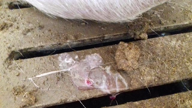 Photo 1. Embryo expulsion.
