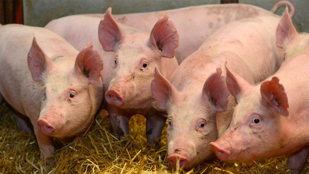 Ливенская порода свиней. Поросенок и орел. Свиньи черноземья ютуб. Свиньи. Хряк производитель.