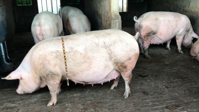 Photo 1. Group housing pen for second parity sows. All of them are on the same cycle to facilitate vaccination, with the same program as the gilts.